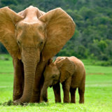 Elephant Family