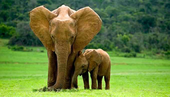 Elephant Family